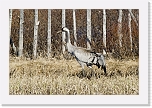 kurki Grus grus Jeris 05_11 -3843 * 1000 x 666 * (636KB)